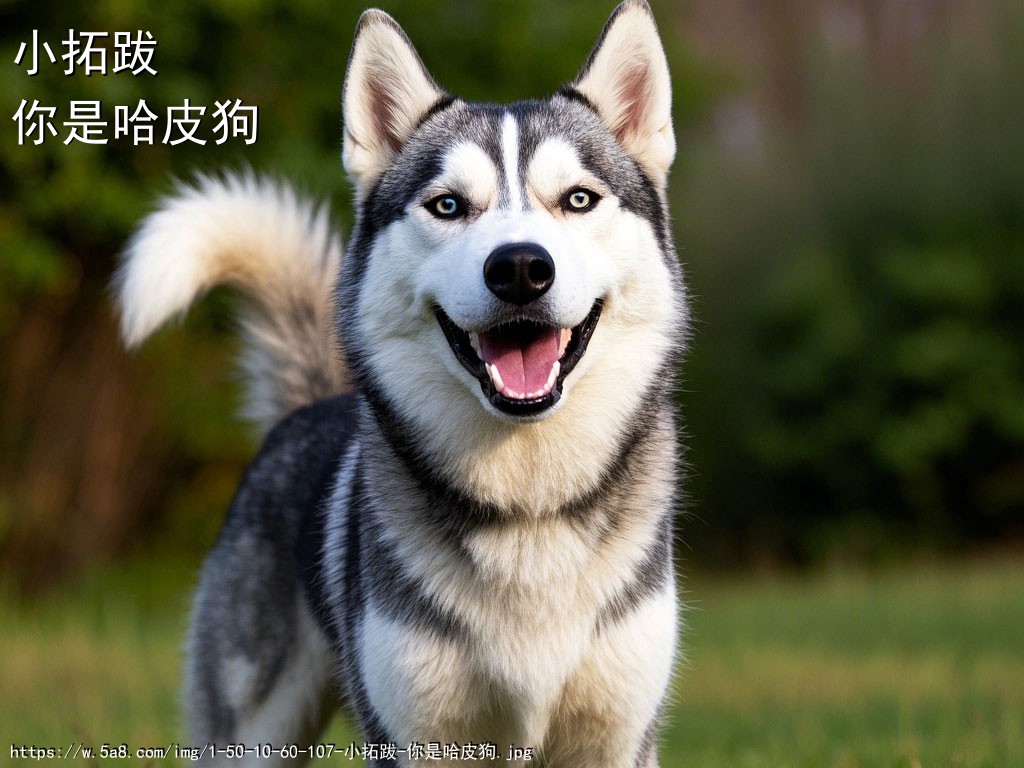 小拓跋你是哈皮狗搞笑图片