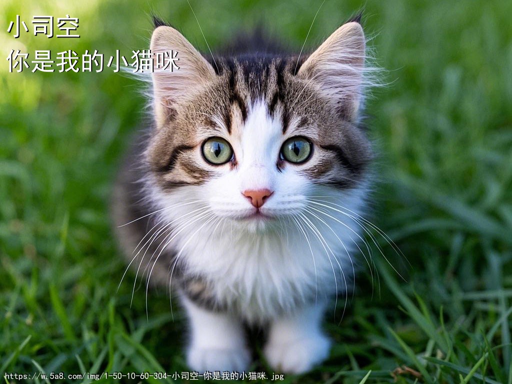 小司空你是我的小猫咪搞笑图片