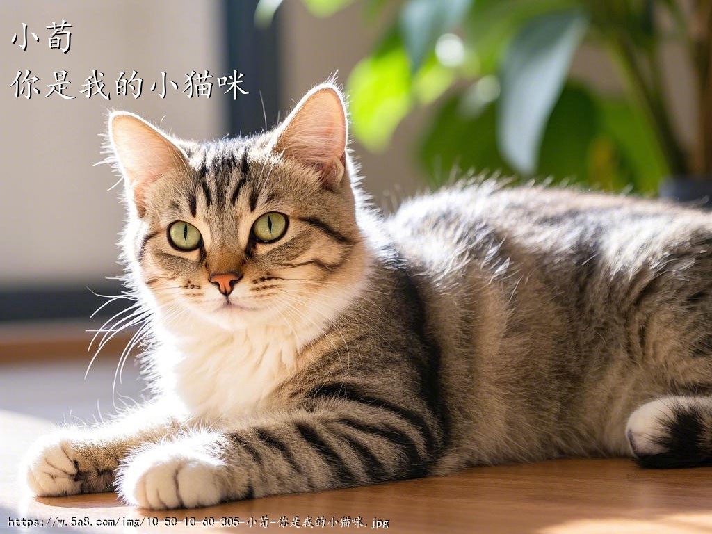 小荀你是我的小猫咪搞笑图片