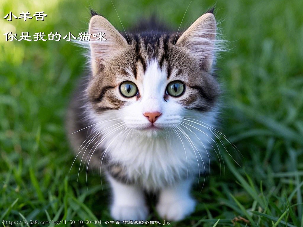 小羊舌你是我的小猫咪搞笑图片
