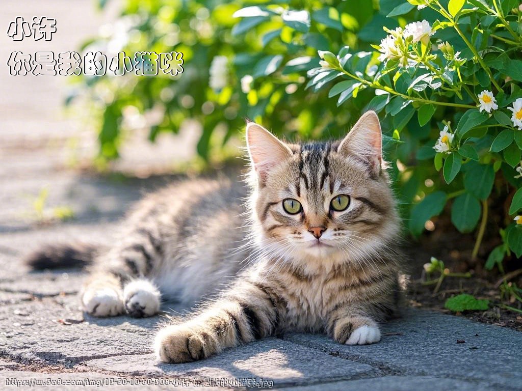 小许你是我的小猫咪搞笑图片