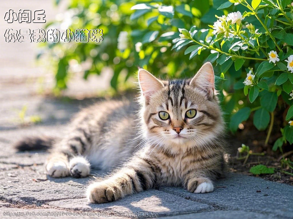 小闾丘你是我的小猫咪搞笑图片