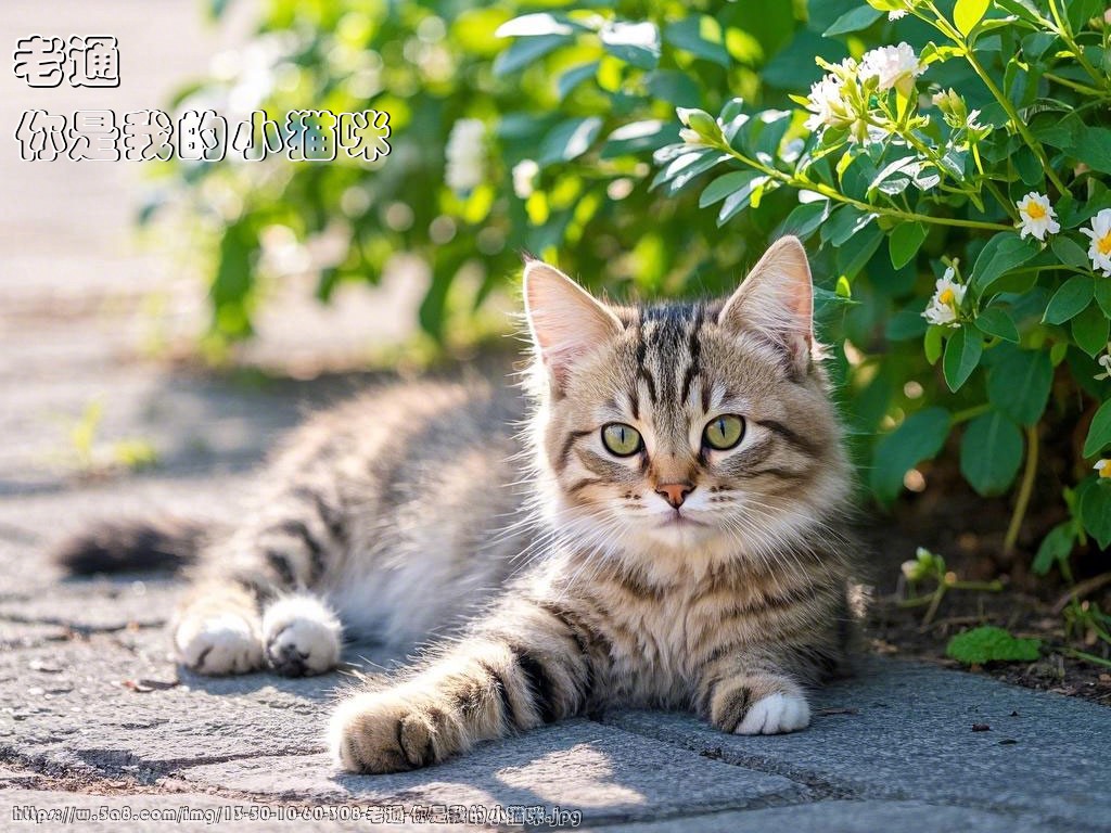 老通你是我的小猫咪搞笑图片