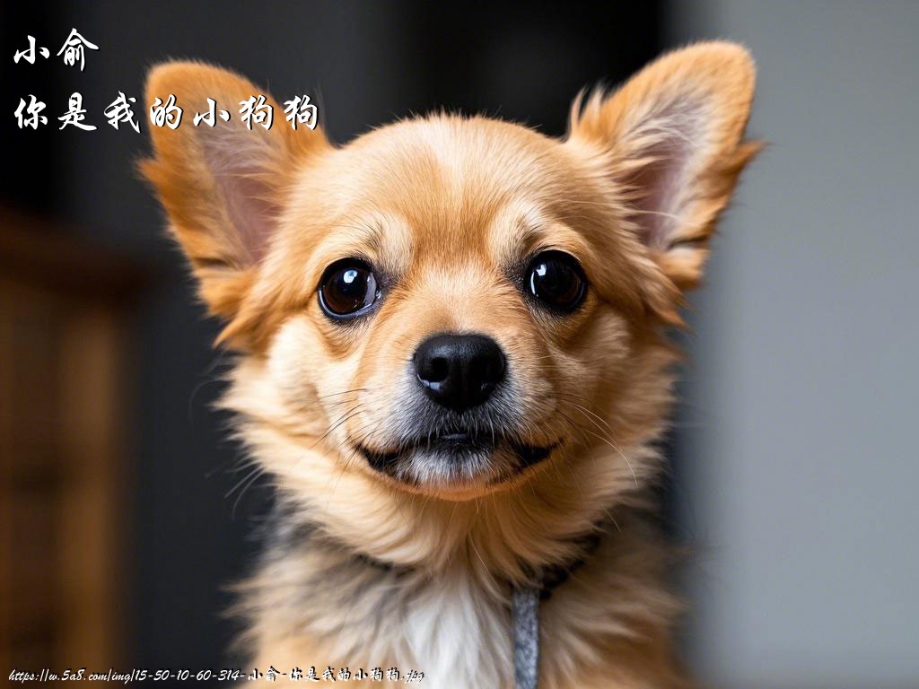 小俞你是我的小狗狗搞笑图片