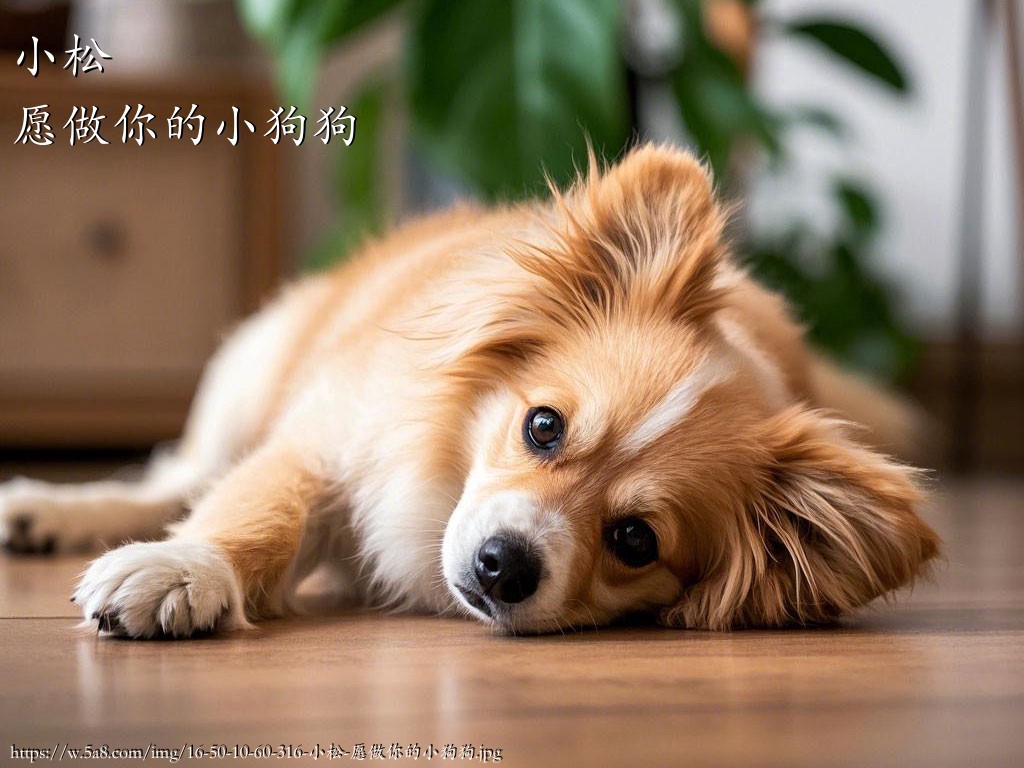 小松愿做你的小狗狗搞笑图片
