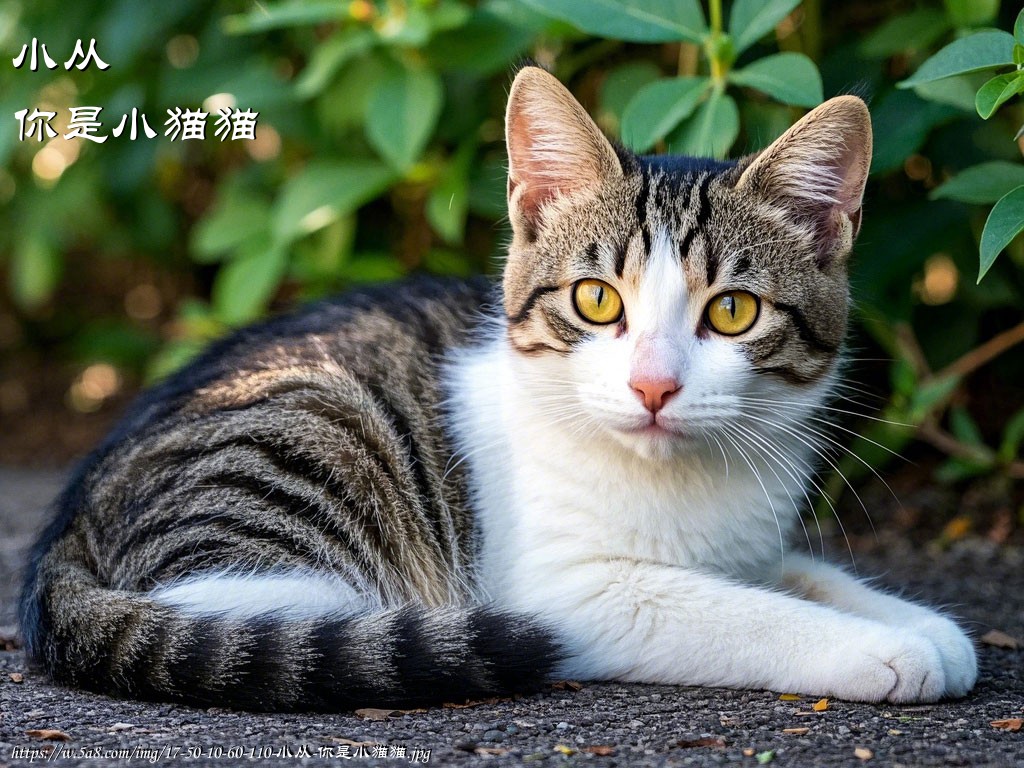 小从你是小猫猫搞笑图片