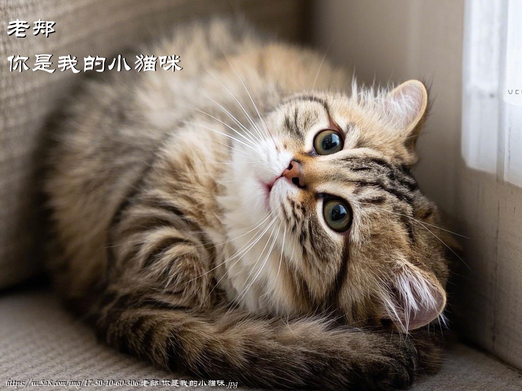 老郏你是我的小猫咪搞笑图片