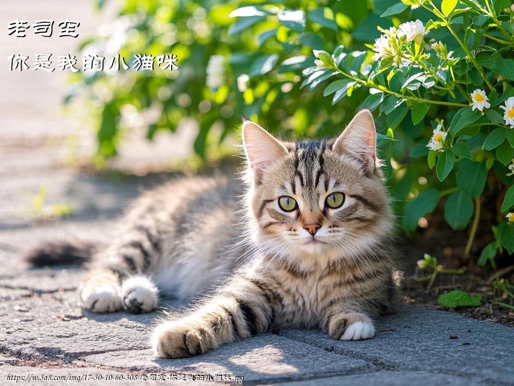老司空你是我的小猫咪搞笑图片