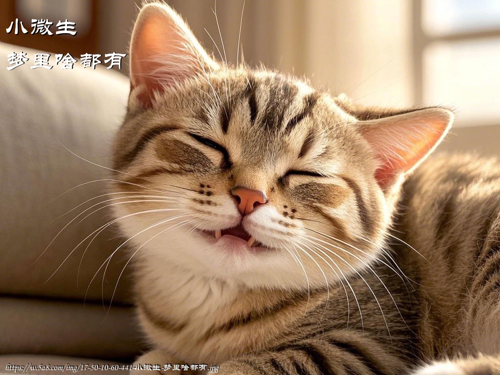 小微生梦里啥都有搞笑图片