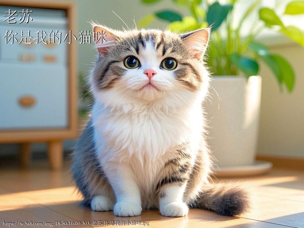 老苏你是我的小猫咪搞笑图片