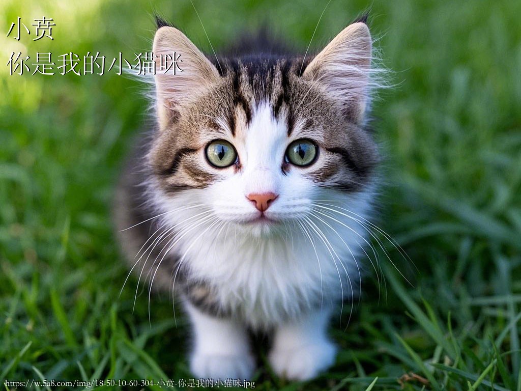 小贲你是我的小猫咪搞笑图片