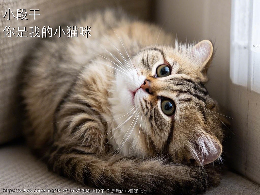 小段干你是我的小猫咪搞笑图片