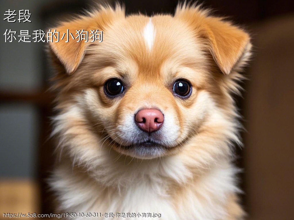 老段你是我的小狗狗搞笑图片