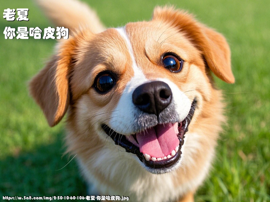 老夏你是哈皮狗搞笑图片