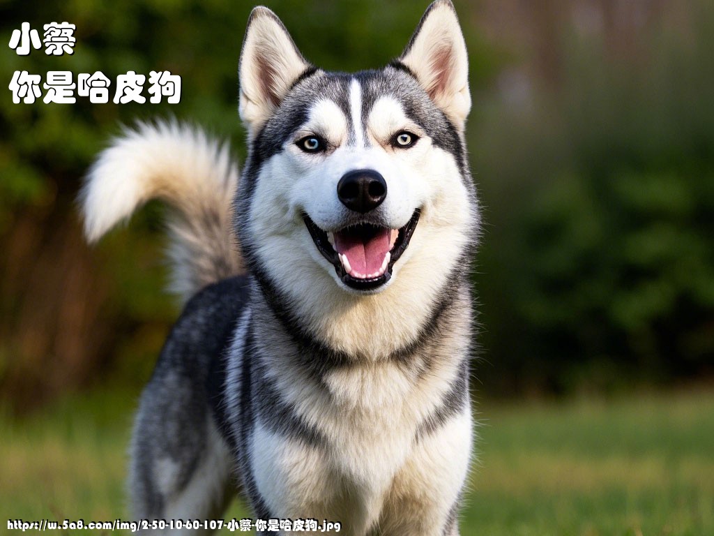 小蔡你是哈皮狗搞笑图片
