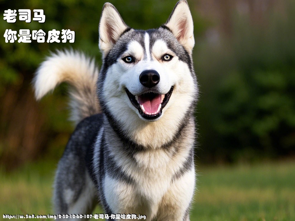 老司马你是哈皮狗搞笑图片