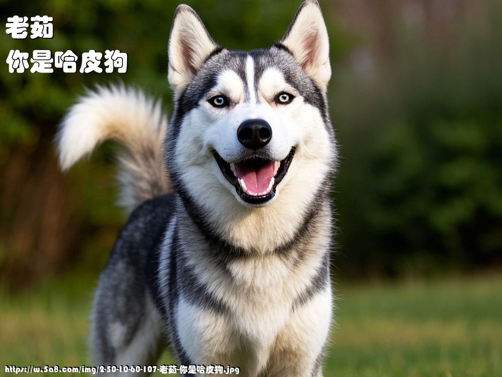 老茹你是哈皮狗搞笑图片