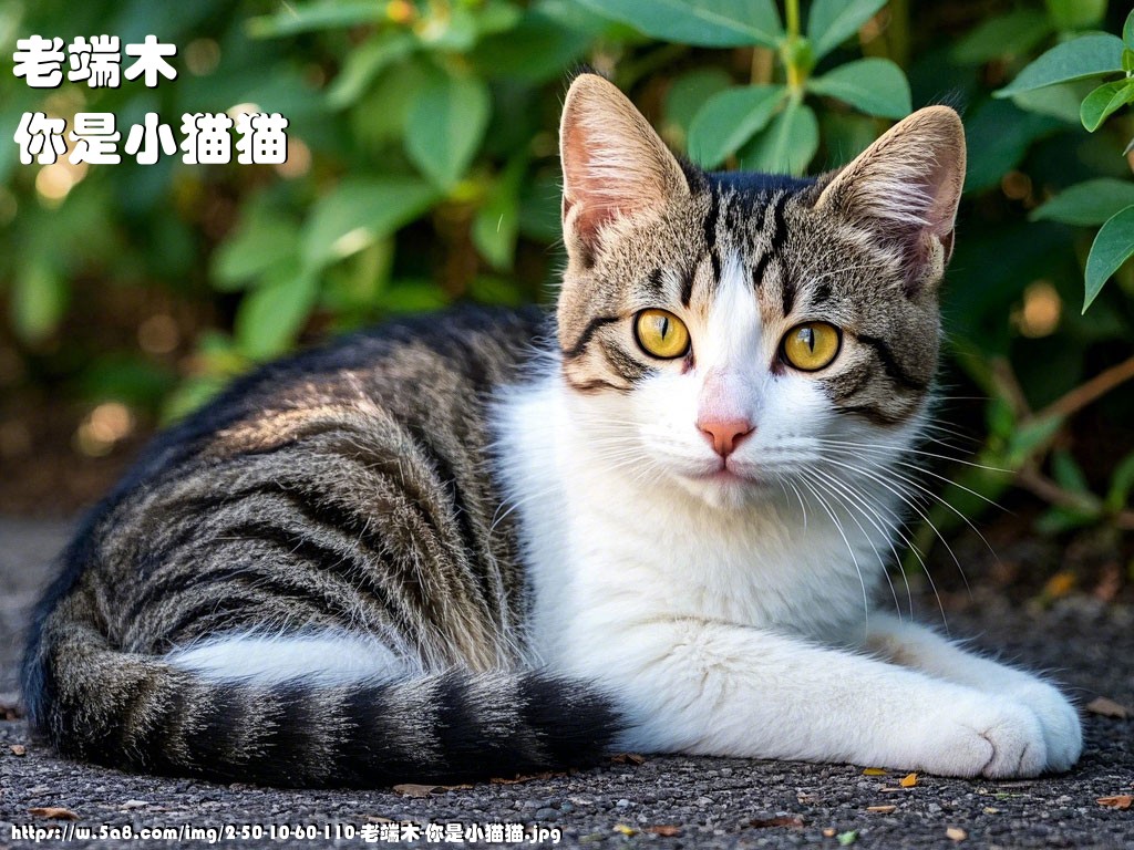 老端木你是小猫猫搞笑图片