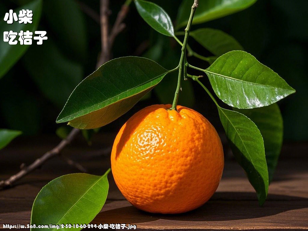 小柴吃桔子搞笑图片