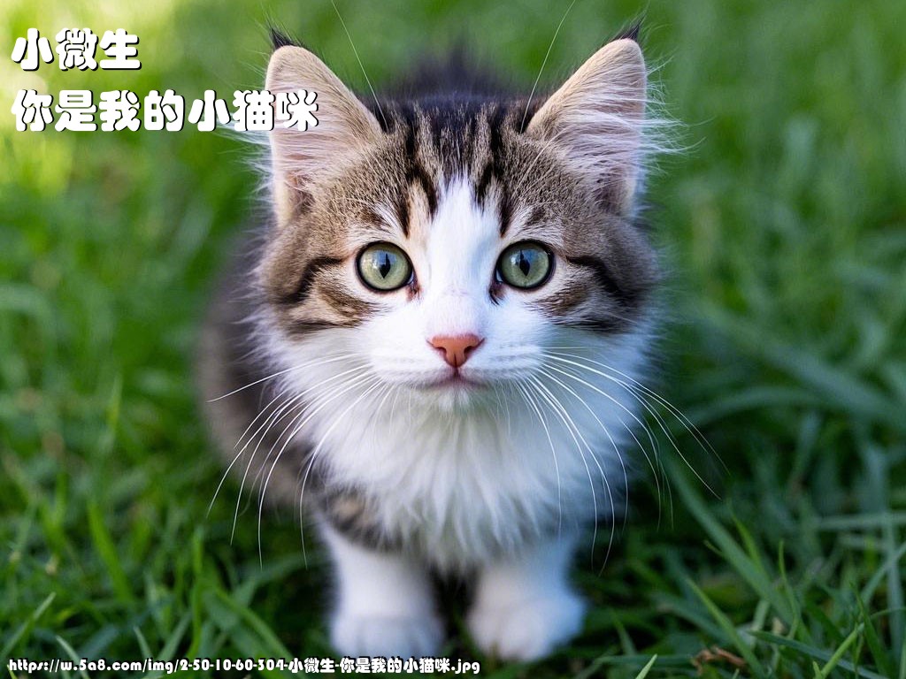 小微生你是我的小猫咪搞笑图片