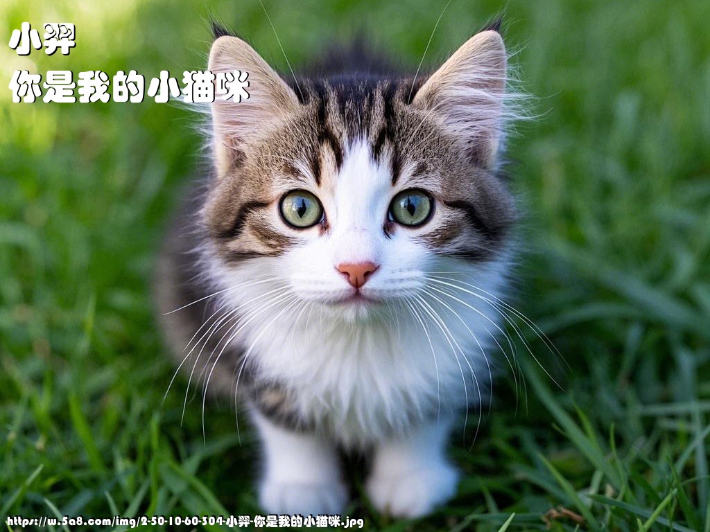 小羿你是我的小猫咪搞笑图片