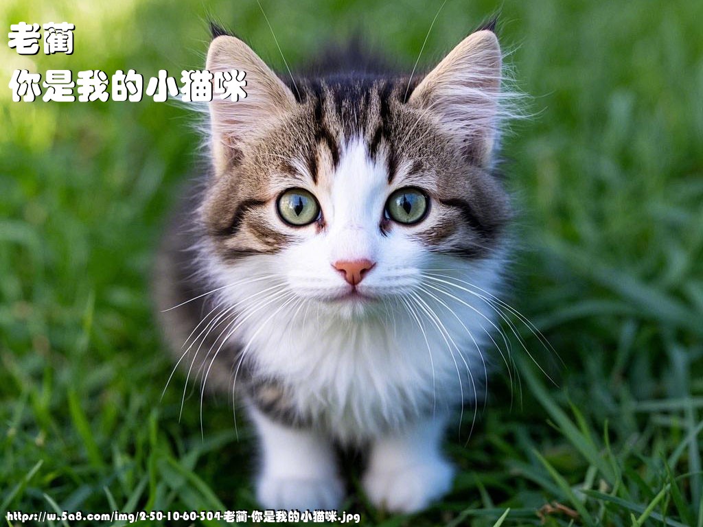 老蔺你是我的小猫咪搞笑图片