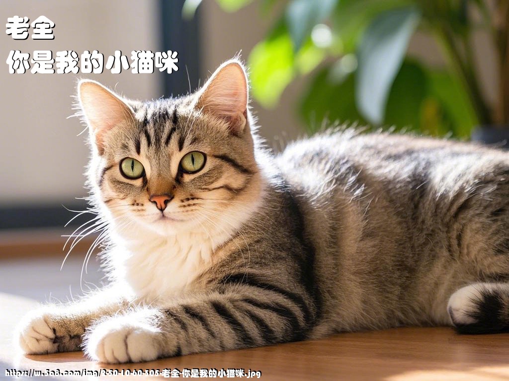 老全你是我的小猫咪搞笑图片