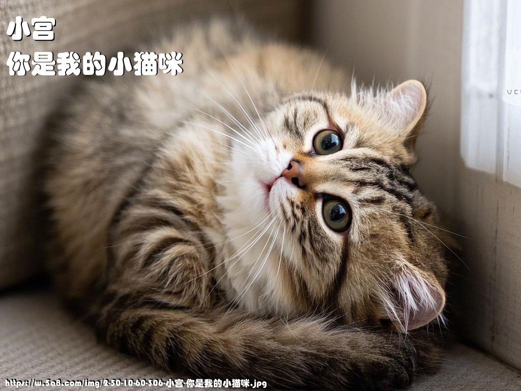 小宫你是我的小猫咪搞笑图片