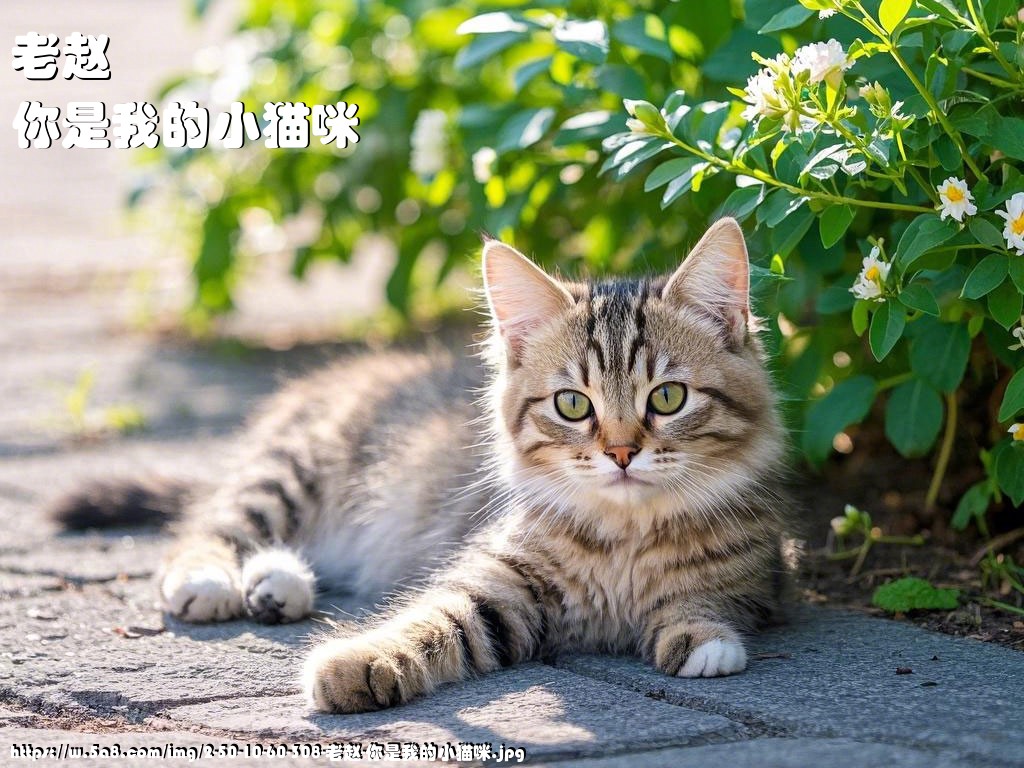 老赵你是我的小猫咪搞笑图片