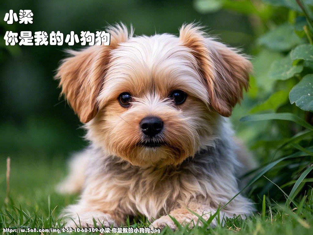 小梁你是我的小狗狗搞笑图片