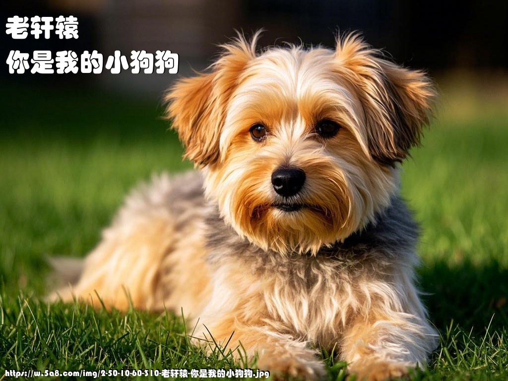 老轩辕你是我的小狗狗搞笑图片