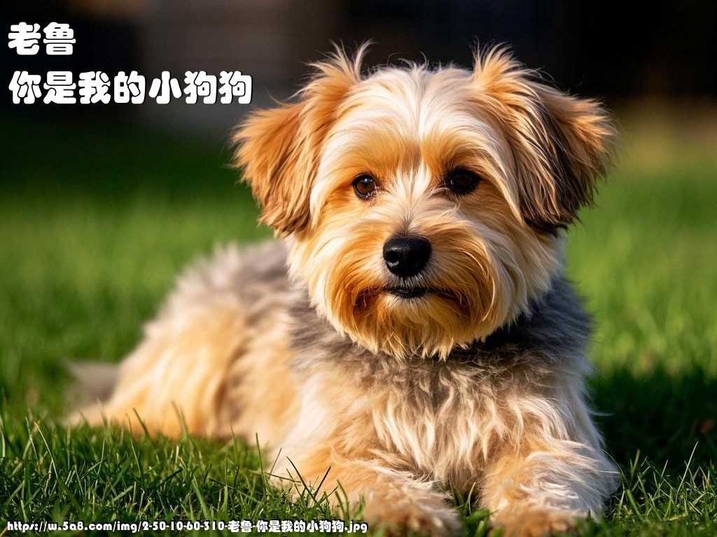 老鲁你是我的小狗狗搞笑图片