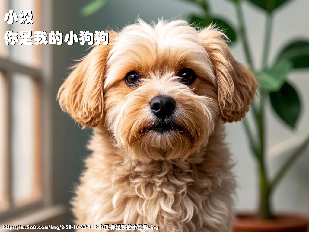 小汲你是我的小狗狗搞笑图片