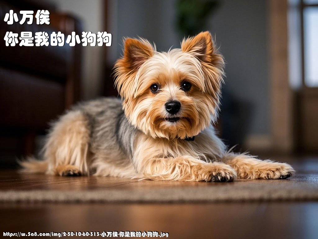 小万俟你是我的小狗狗搞笑图片