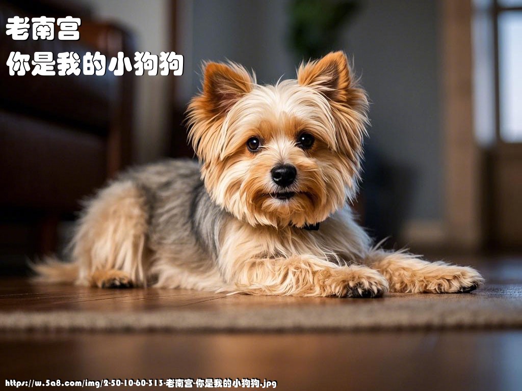 老南宫你是我的小狗狗搞笑图片