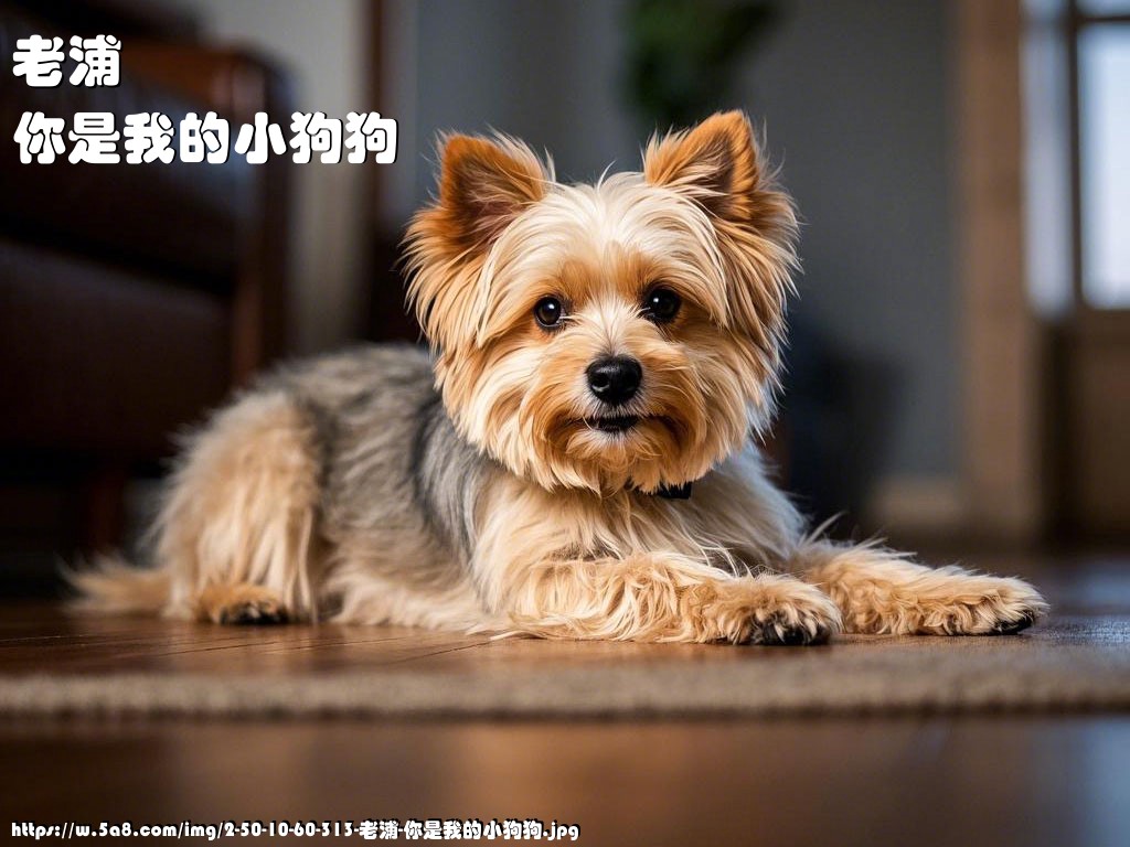 老浦你是我的小狗狗搞笑图片