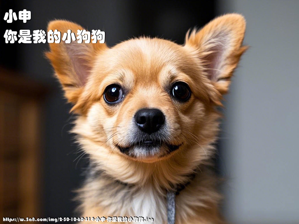 小申你是我的小狗狗搞笑图片