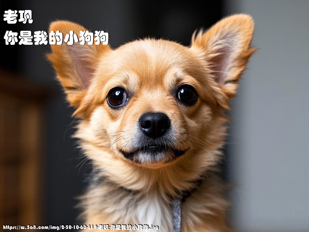 老巩你是我的小狗狗搞笑图片