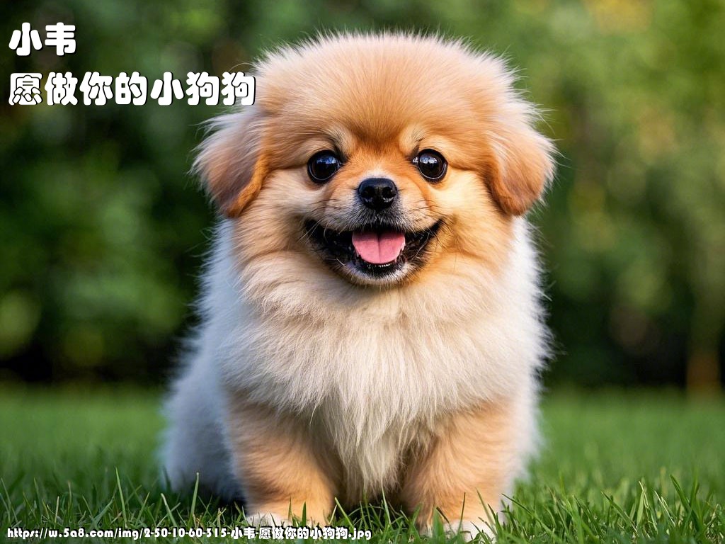 小韦愿做你的小狗狗搞笑图片