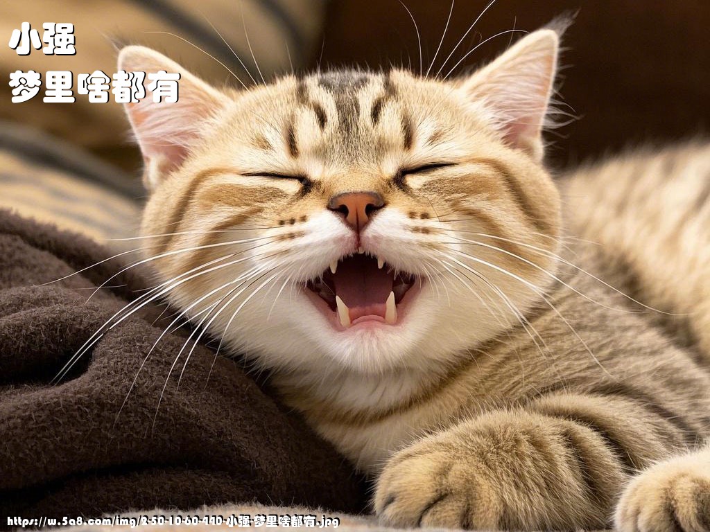 小强梦里啥都有搞笑图片