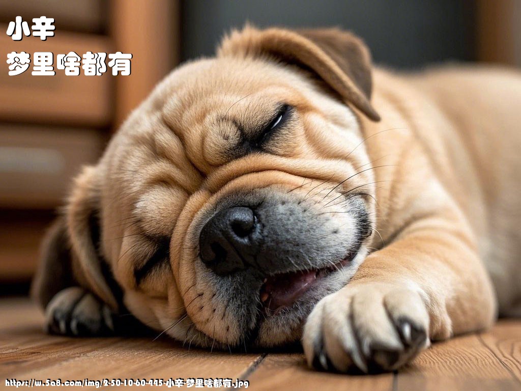 小辛梦里啥都有搞笑图片