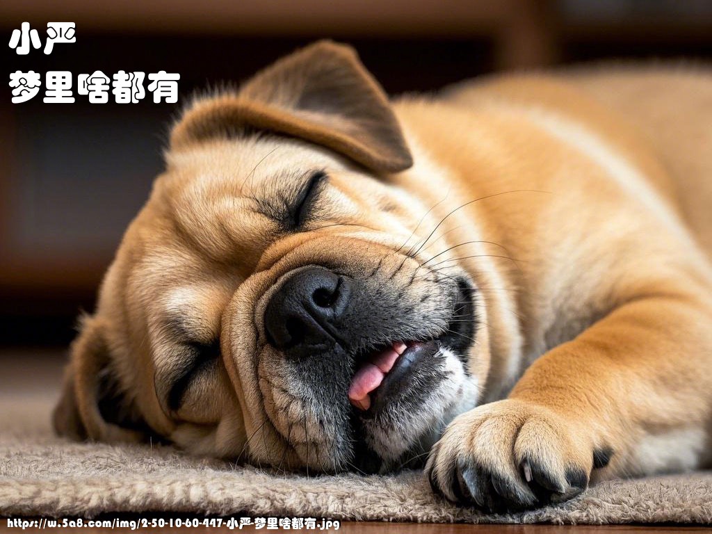 小严梦里啥都有搞笑图片