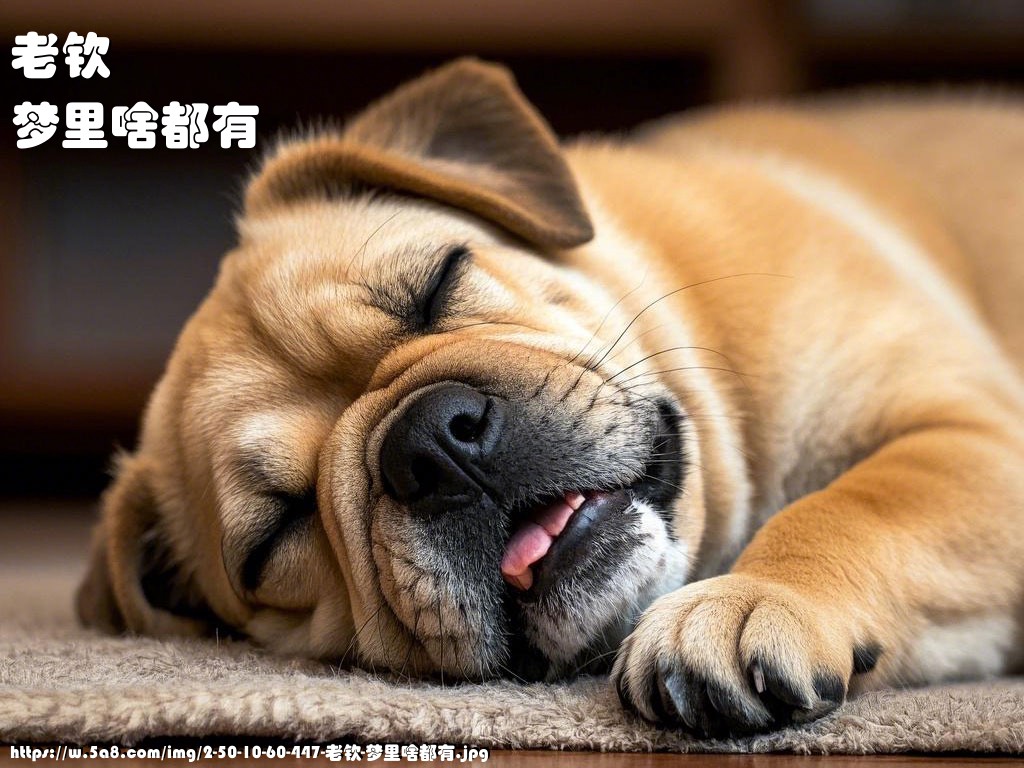 老钦梦里啥都有搞笑图片