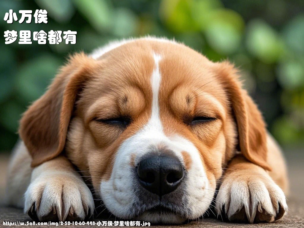 小万俟梦里啥都有搞笑图片