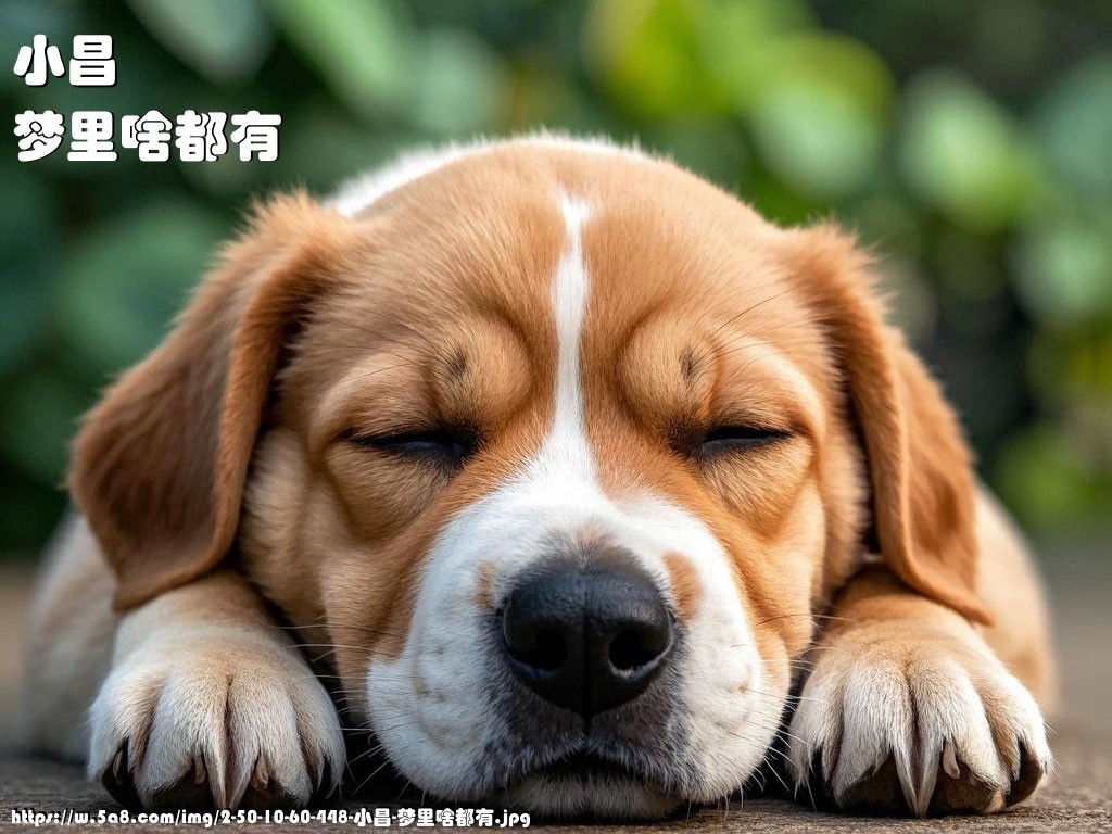 小昌梦里啥都有搞笑图片