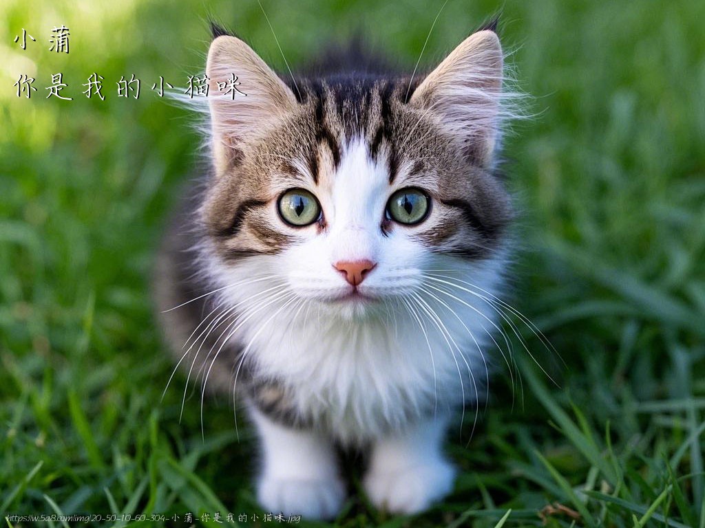 小蒲你是我的小猫咪搞笑图片
