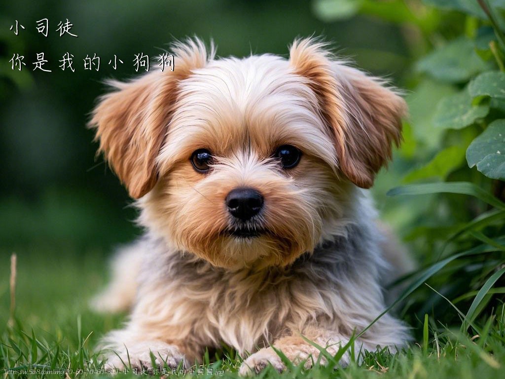 小司徒你是我的小狗狗搞笑图片