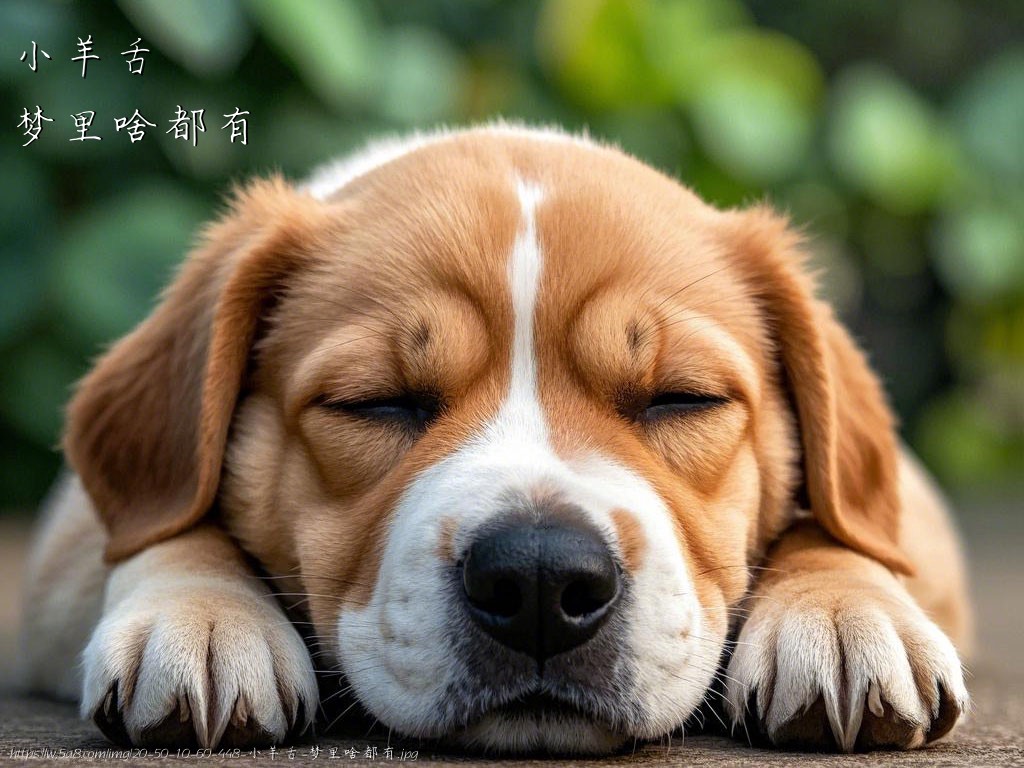 小羊舌梦里啥都有搞笑图片