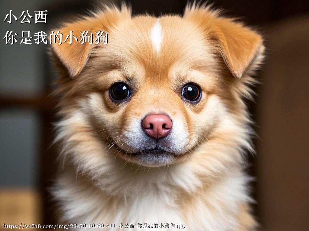 小公西你是我的小狗狗搞笑图片