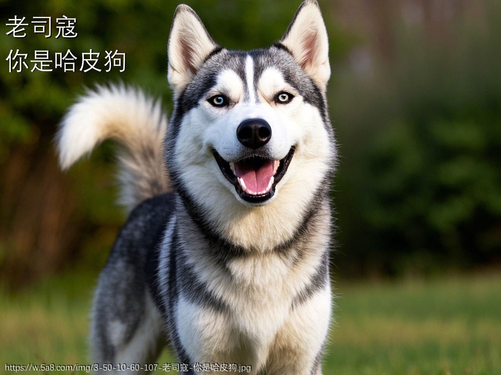 老司寇你是哈皮狗搞笑图片